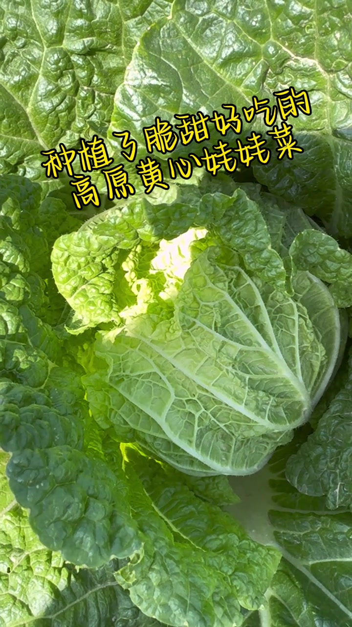 西北定西高原夏菜地头收获黄心娃娃菜，#农村生活#定西特色高原地头生鲜