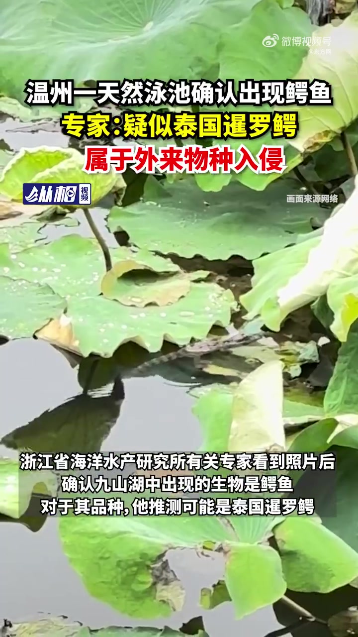 「温州一天然泳池疑现鳄鱼,专家:疑似泰国暹罗鳄,属于外来物种入侵」据九派新闻报道,近日,一