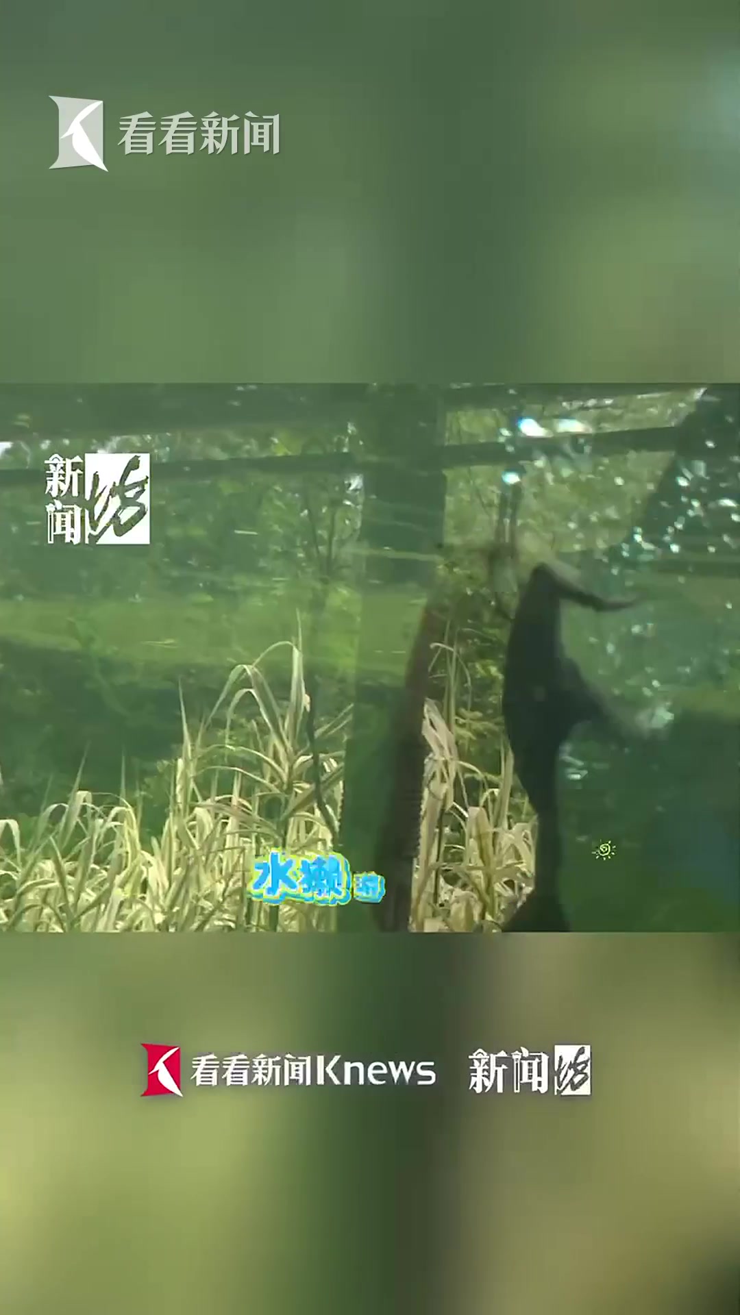 注意!上海这里“嘤嘤怪”出没!你见过没?!