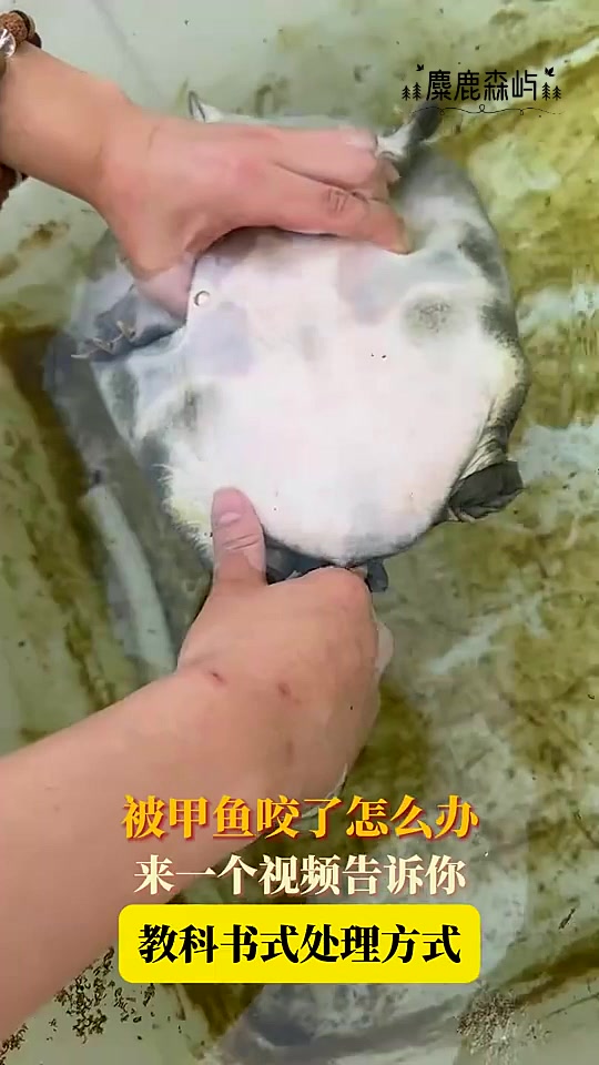 被甲鱼咬了怎么办,来一个视频告诉你,教科书式处理方式