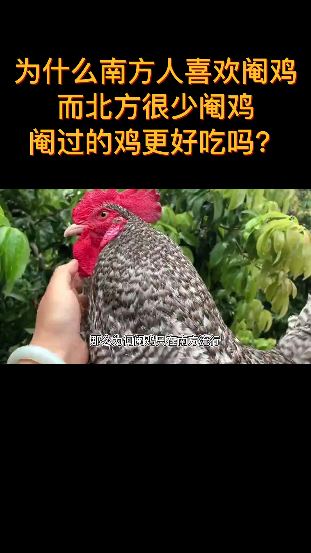 为什么南方人喜欢阉鸡？而北方很少阉鸡？阉过的鸡更好吃吗？