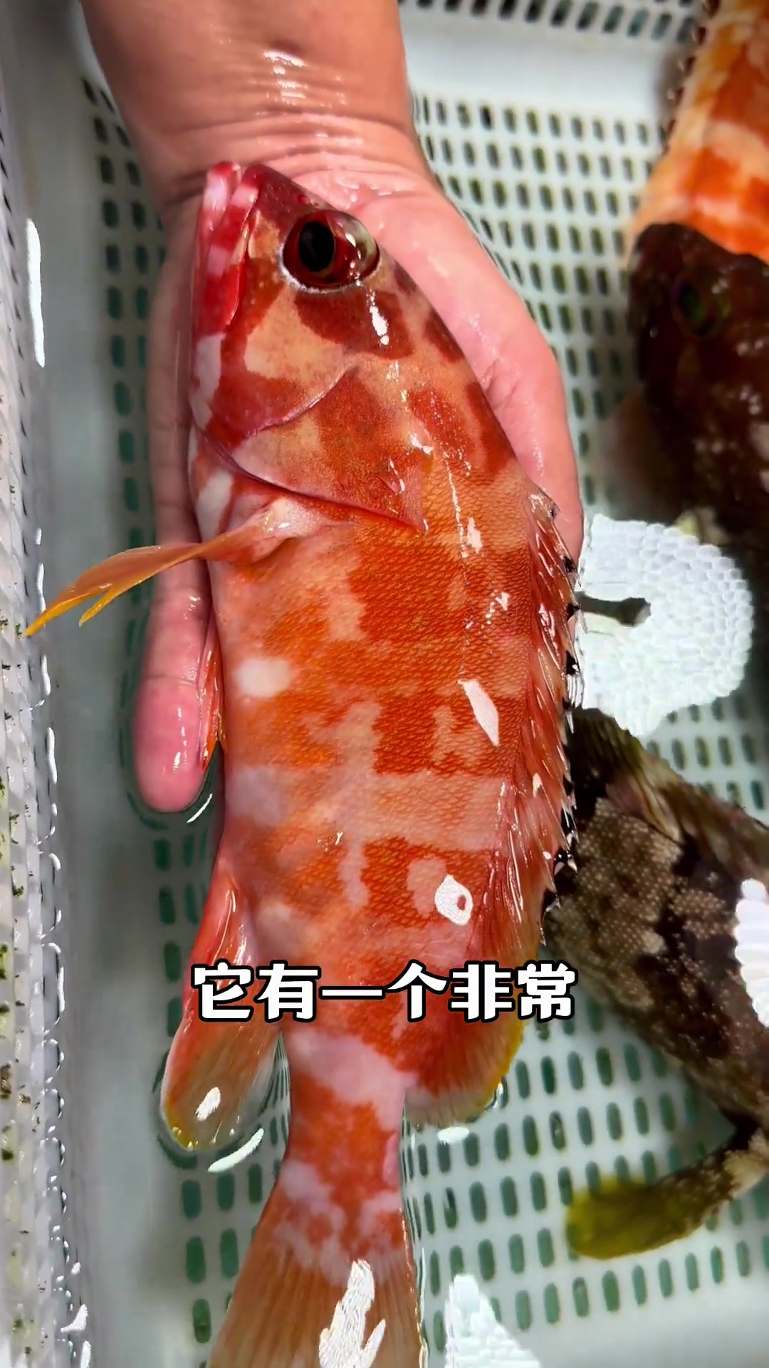红丁鱼（红玫瑰鱼）（乌丁鱼）