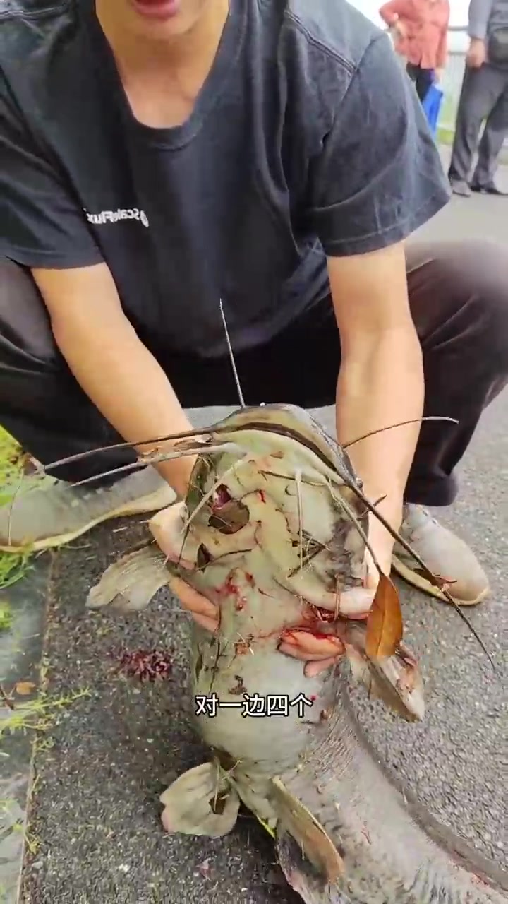本土鲶鱼和埃及鲶鱼的对比区分;为什么很多人说埃及鲶鱼不能吃?