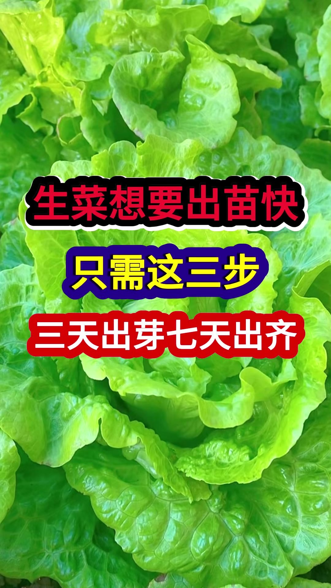 生菜想要出苗快只需这三步三天出芽七天出齐