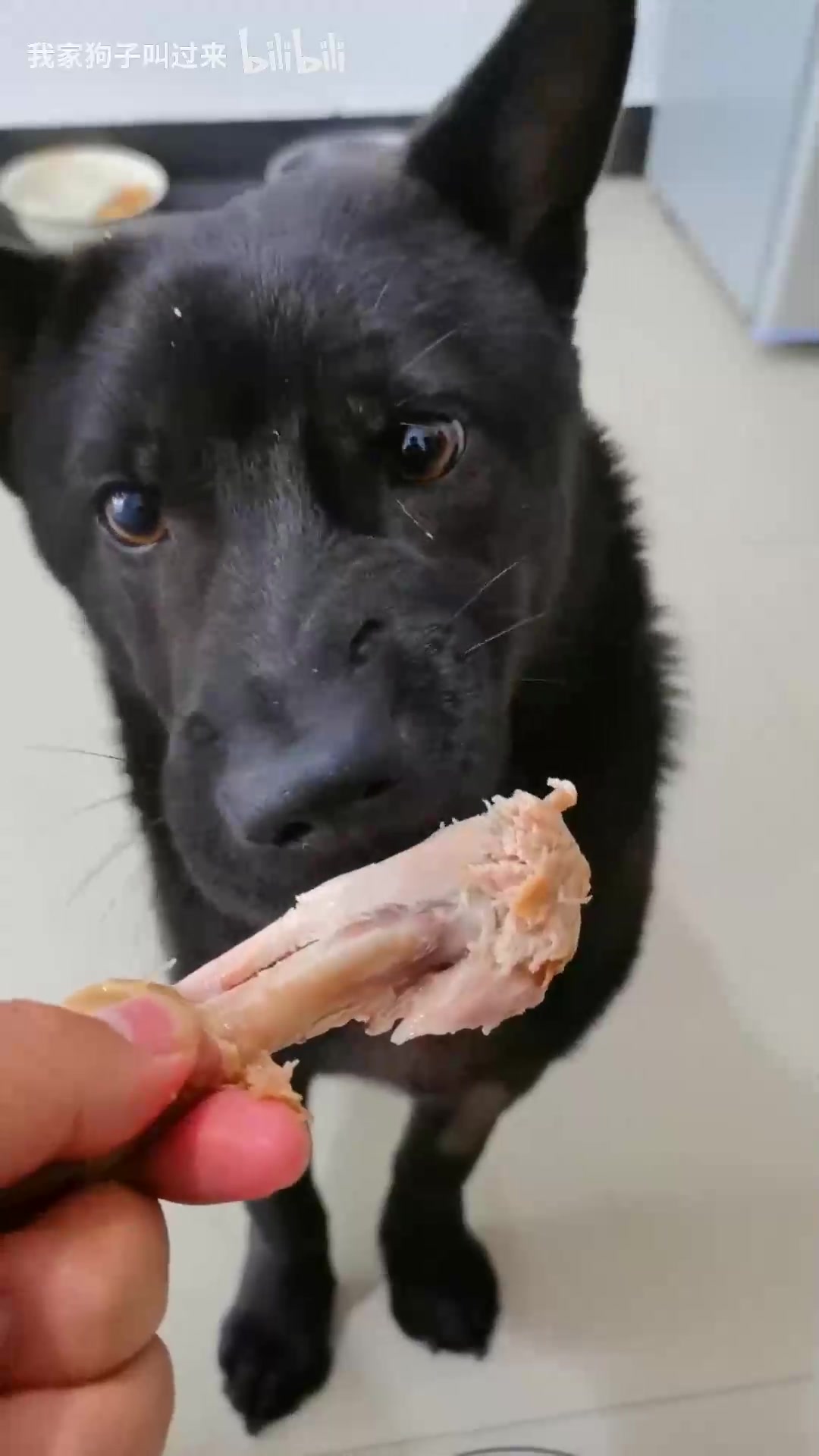 这货平时一个馒头分三顿吃，哪来的钱买鸡腿？