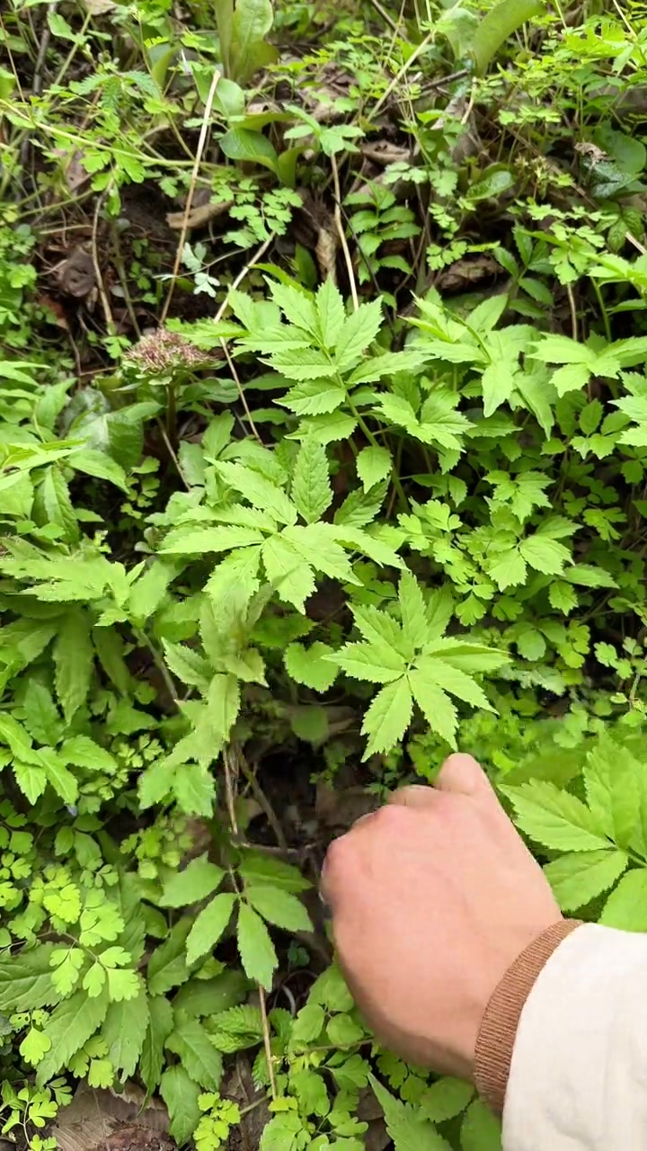 石腊菜多少人认识,大山里春天的味道,也是对山里人的馈赠,尝鲜之余也可以增加农民的收入