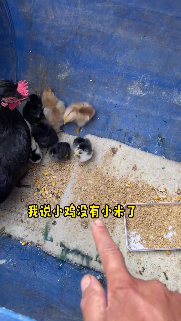 网友给寄过来的婆罗门种蛋孵出小鸡崽今天第三天了，我特别喜欢超级可爱，小翅膀还没长出来