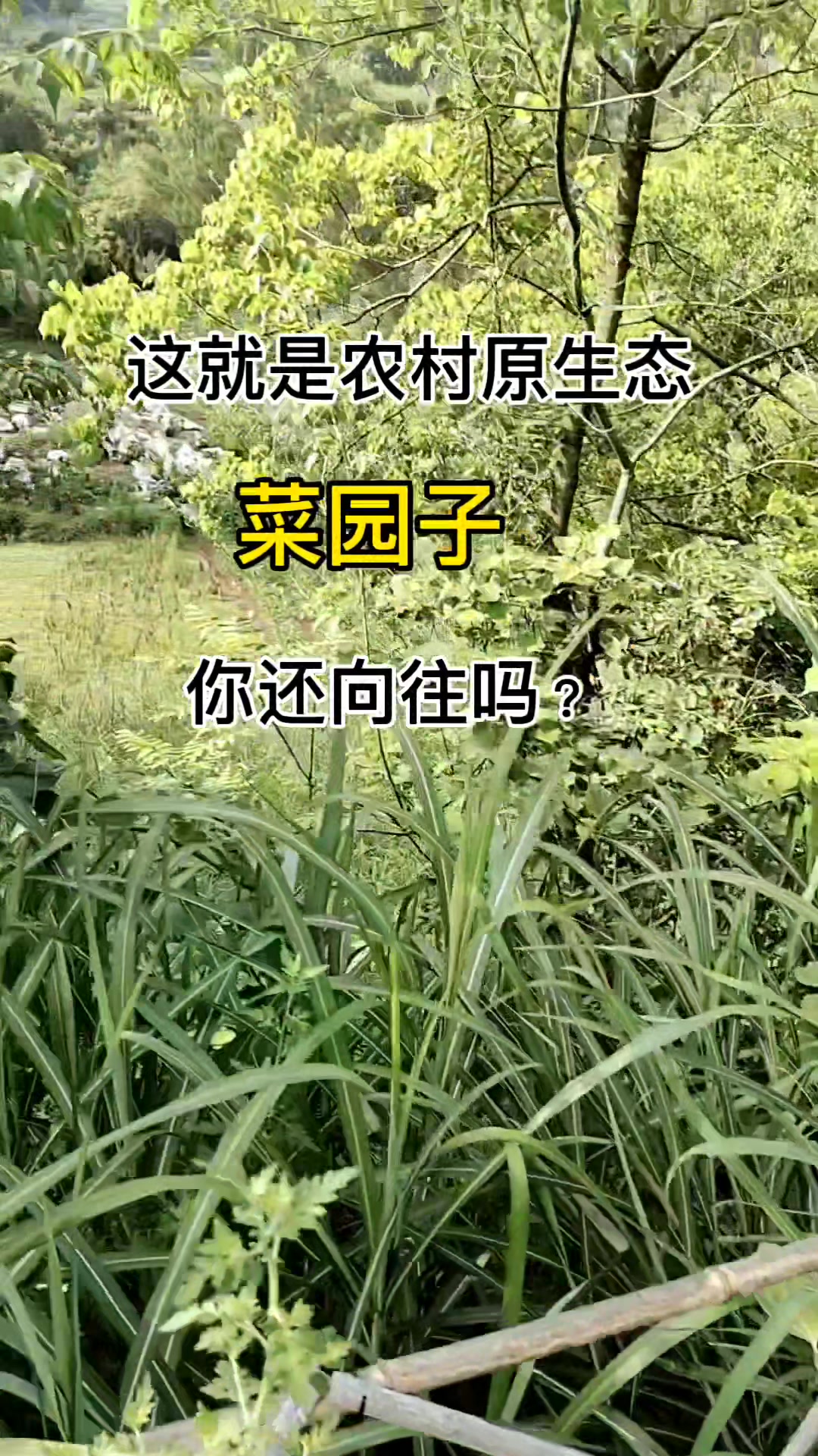 这就是原生态农村菜园子,你还向往吗?