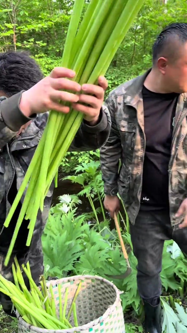 这样极少的哒哒山野菜，被我发现了，又能美食一顿了
