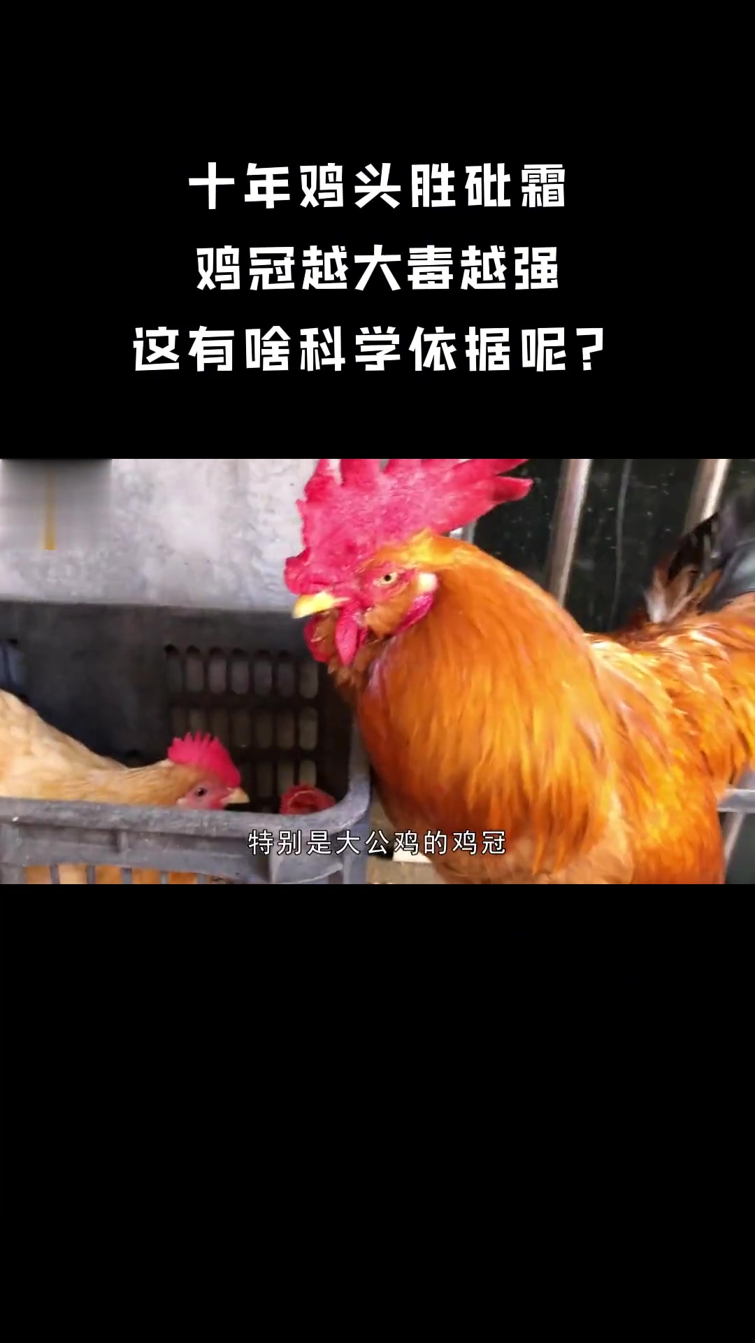 十年鸡头胜砒霜，鸡冠越大毒越强，有啥科学依据？