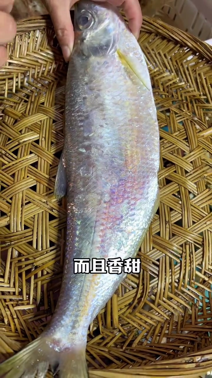 肉质还嫩相似冰淇淋的鳓鱼,你喜欢吗
