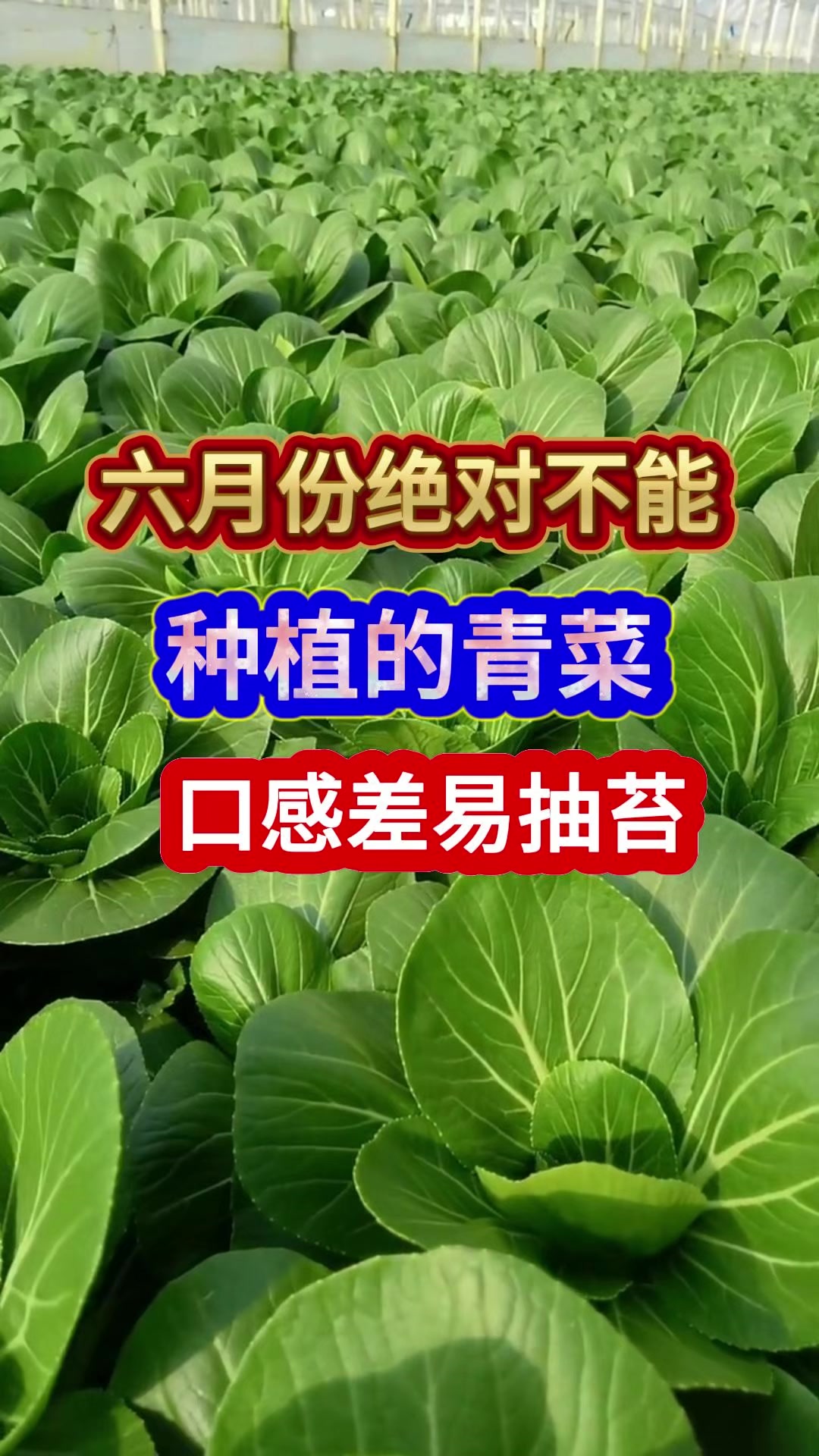 六月份绝对不能种植的青菜口感差易抽苔