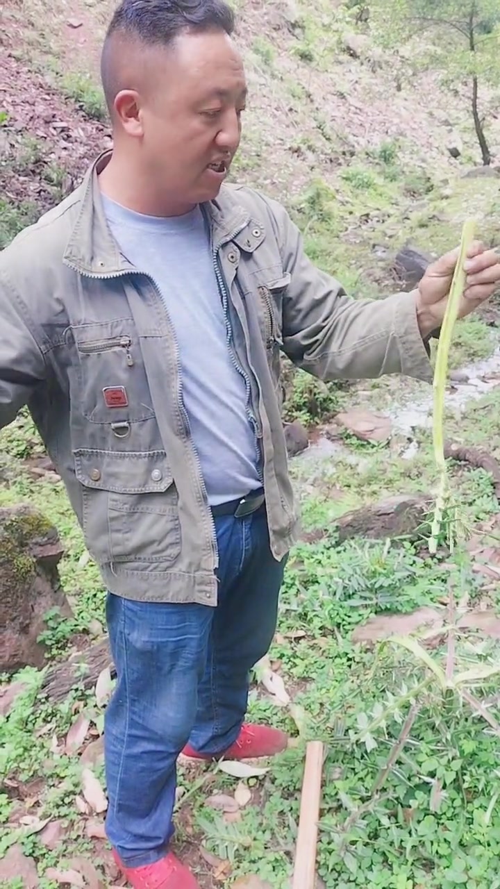 (大蓟)也就是人们长叫的(鸡刺根)！