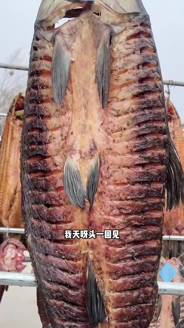 正儿八经的丹江水库螺蛳大青鱼,你有见过这么大的鱼吗,抱不动啊!