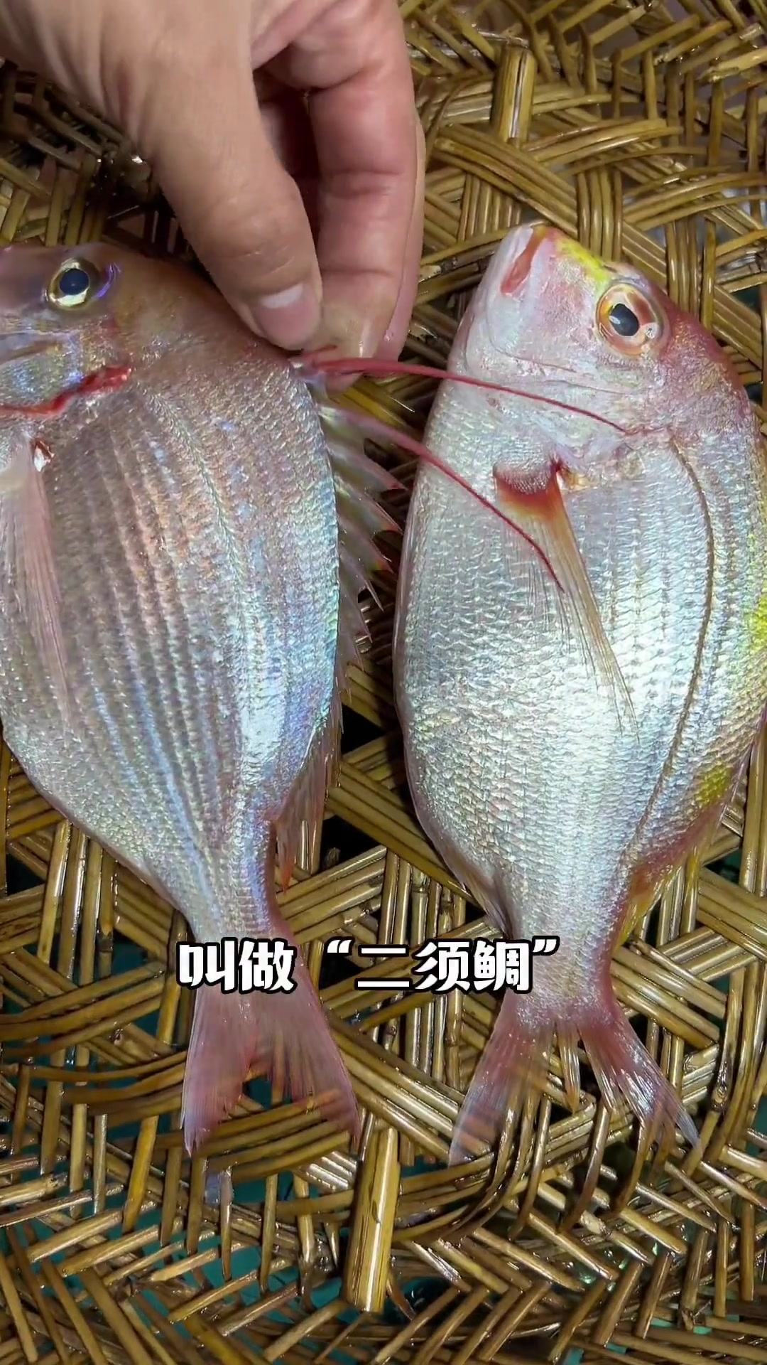 本港红立鱼与外港红立鱼有什么区分，我们潮汕叫萨涩