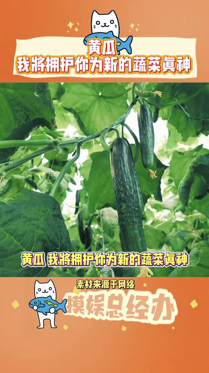 黄瓜 你才是真正的蔬菜真神