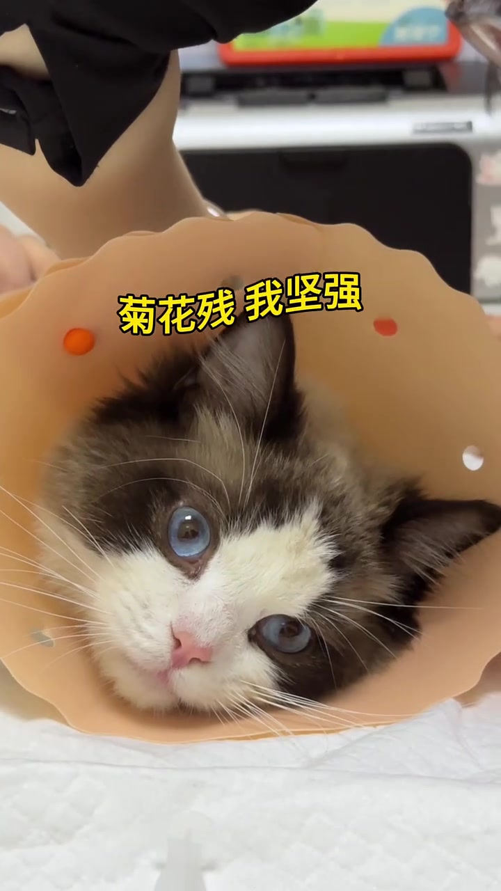 大家关心的我捡到小猫的后续来啦～在线等名字!猫咪 记录猫咪日常的生活 捡了个猫