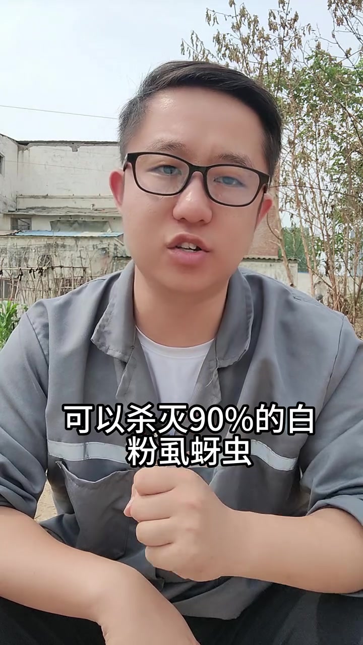 杀虫剂能 “熏杀” 大棚害虫吗?是的!大棚闭棚前,用敌敌畏烟剂熏蒸,每亩 300 克可杀灭