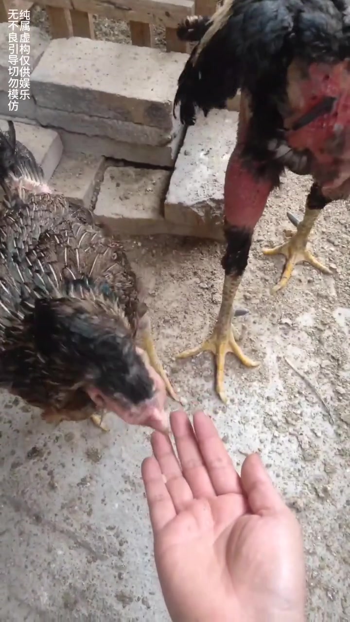 搞笑鸡哥更新了