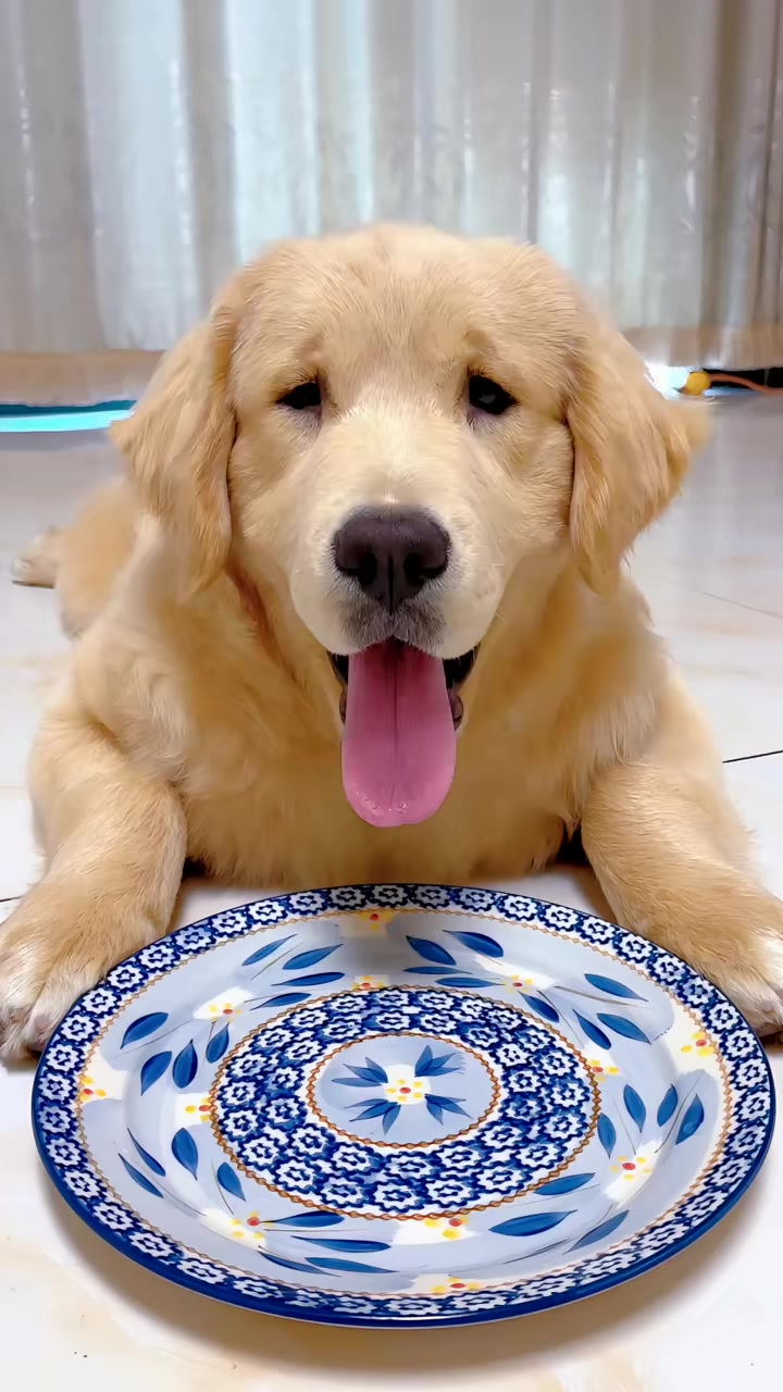 活泼可爱的小鸡毛开饭了！