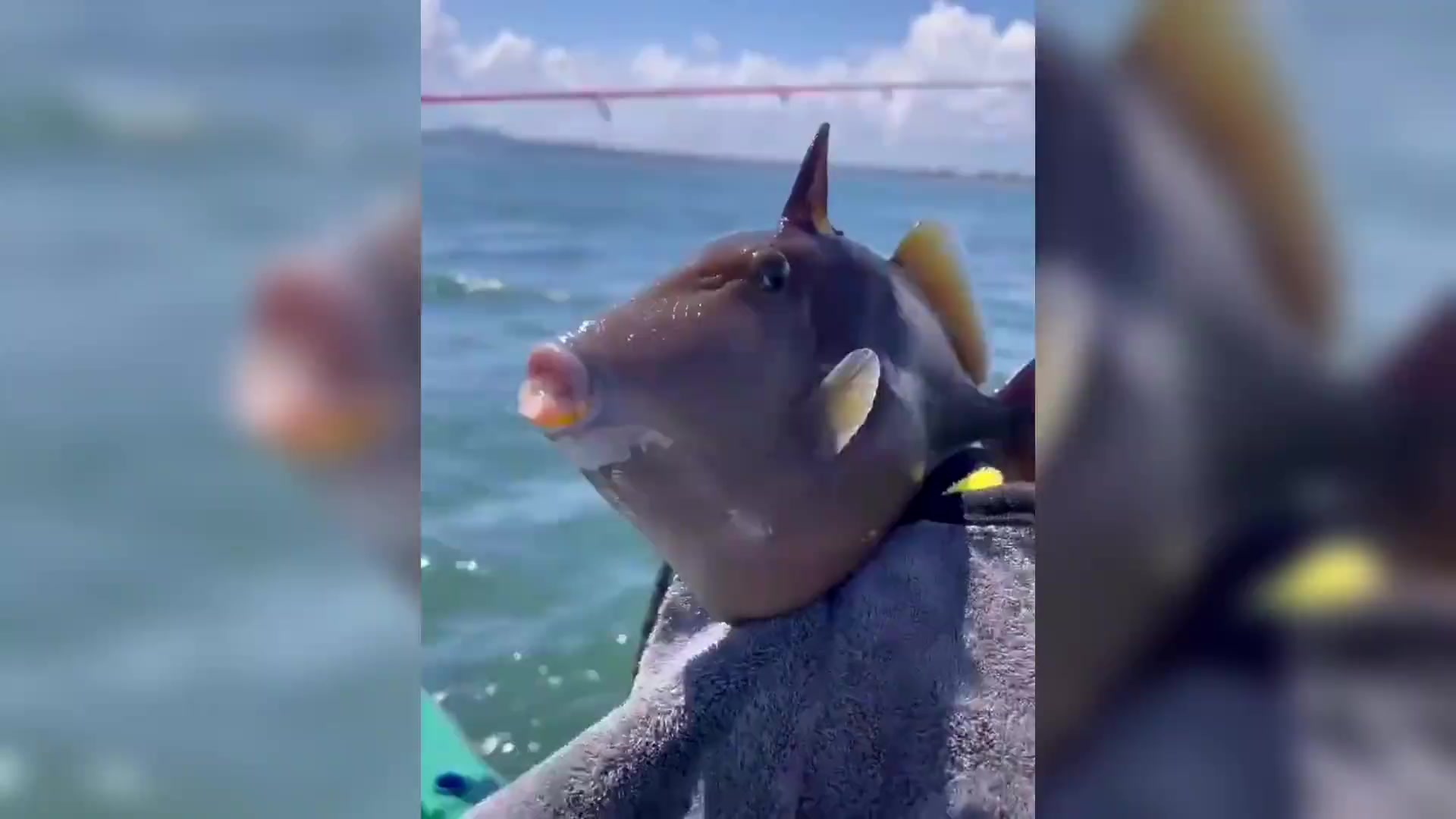 神奇!海钓者钓到奇特“猪鱼”:猪眼猪嘴,鼻子跟猪鼻一般无二