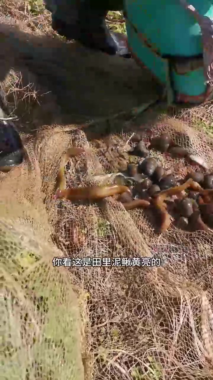 捞鱼也是技术活