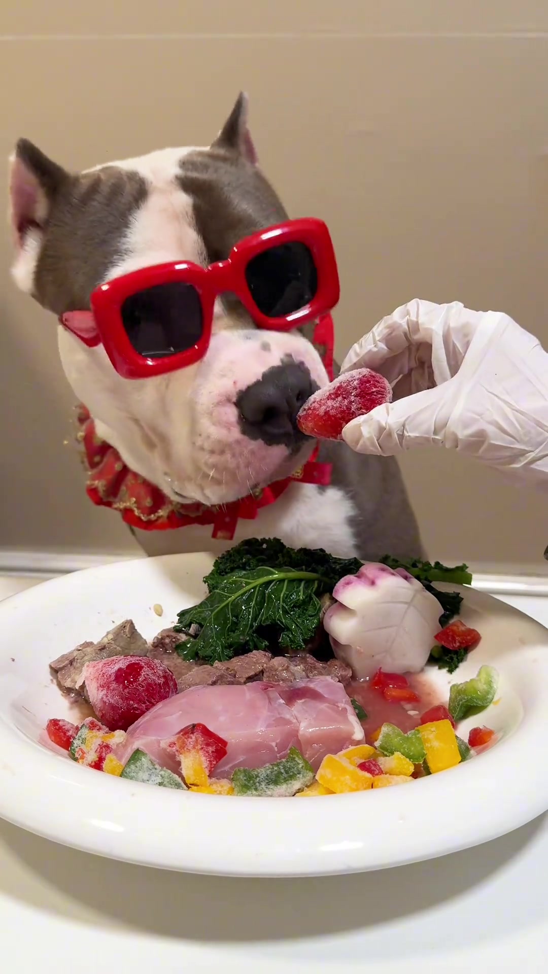 看小狗吃肉的快速度，感受宠物用餐的仪式感