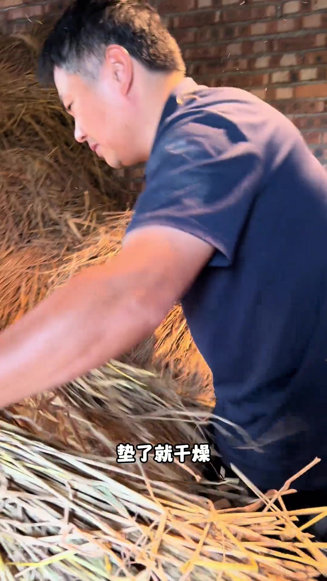 小土鸡苗入场,崇仁麻鸡与芦花鸡养殖,愿养殖道路顺利