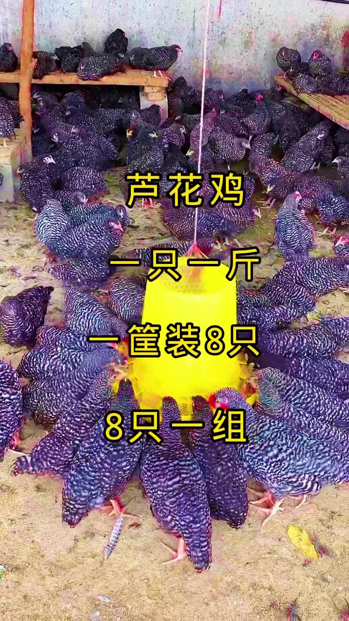 芦花鸡一公配5母6只装一筐