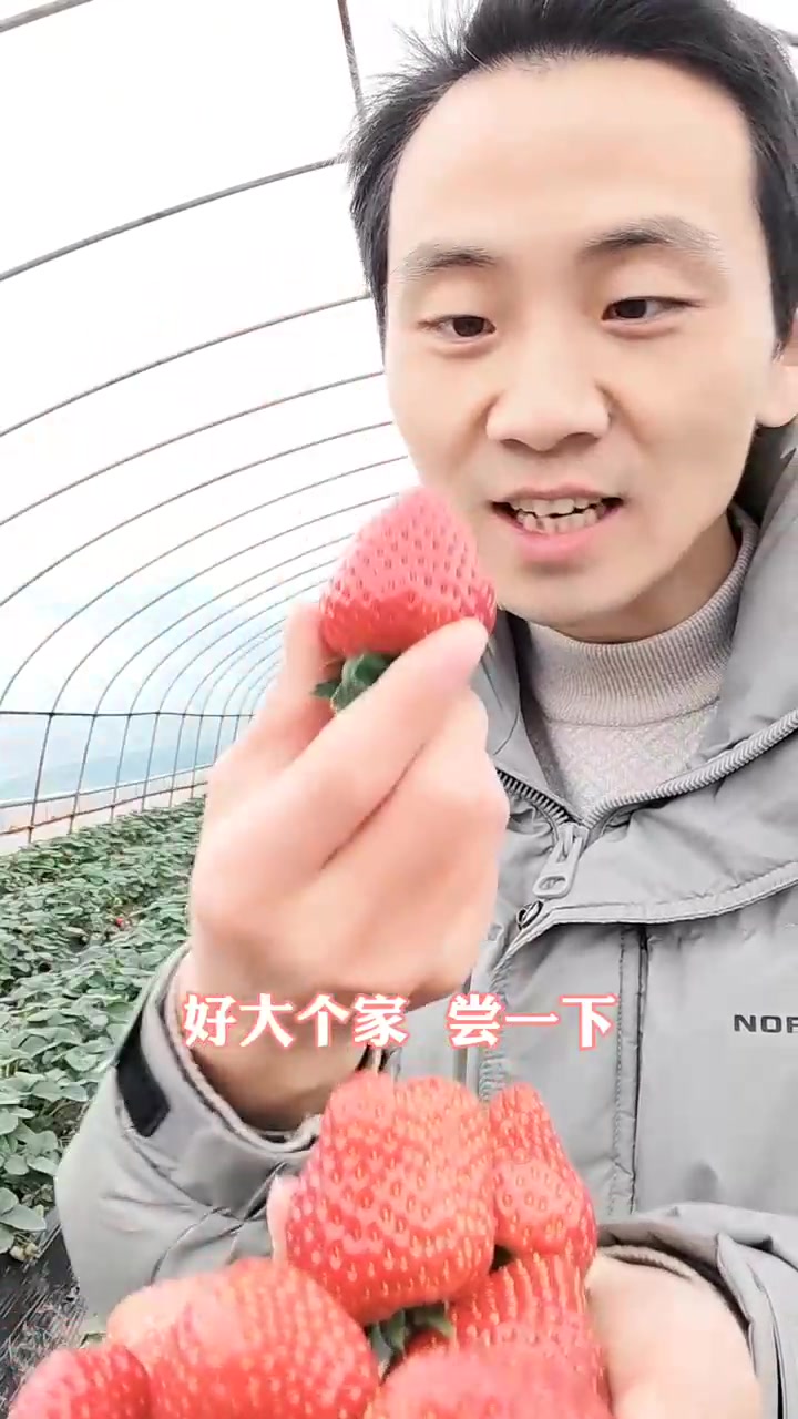 綦江龙桥村的草莓采摘节开始啦!龙桥草莓熟了,走起