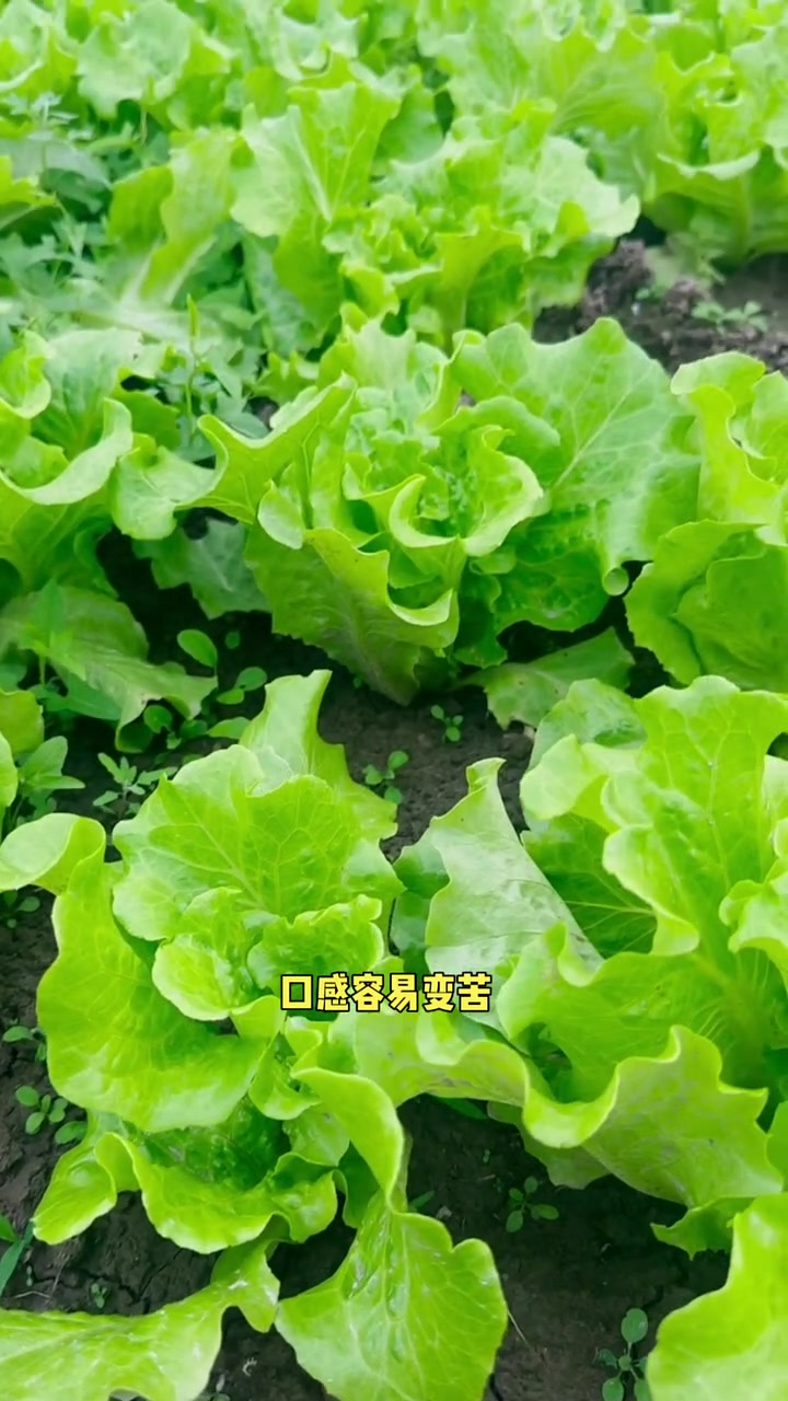 六月份绝对不能种的青菜口感差易抽苔