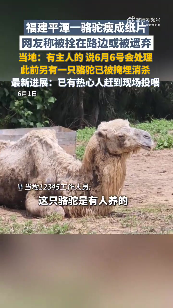 近日,两头骆驼滞留福建平潭路边奄奄一息的消息,引发关注,其中一头已不幸死亡。据了解,两头骆