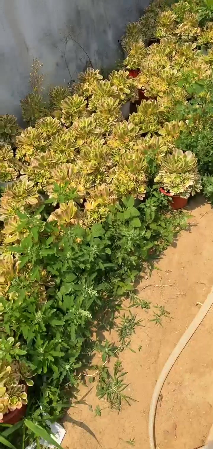 直播间特惠！青城荔枝和加节木盆子限时抢购