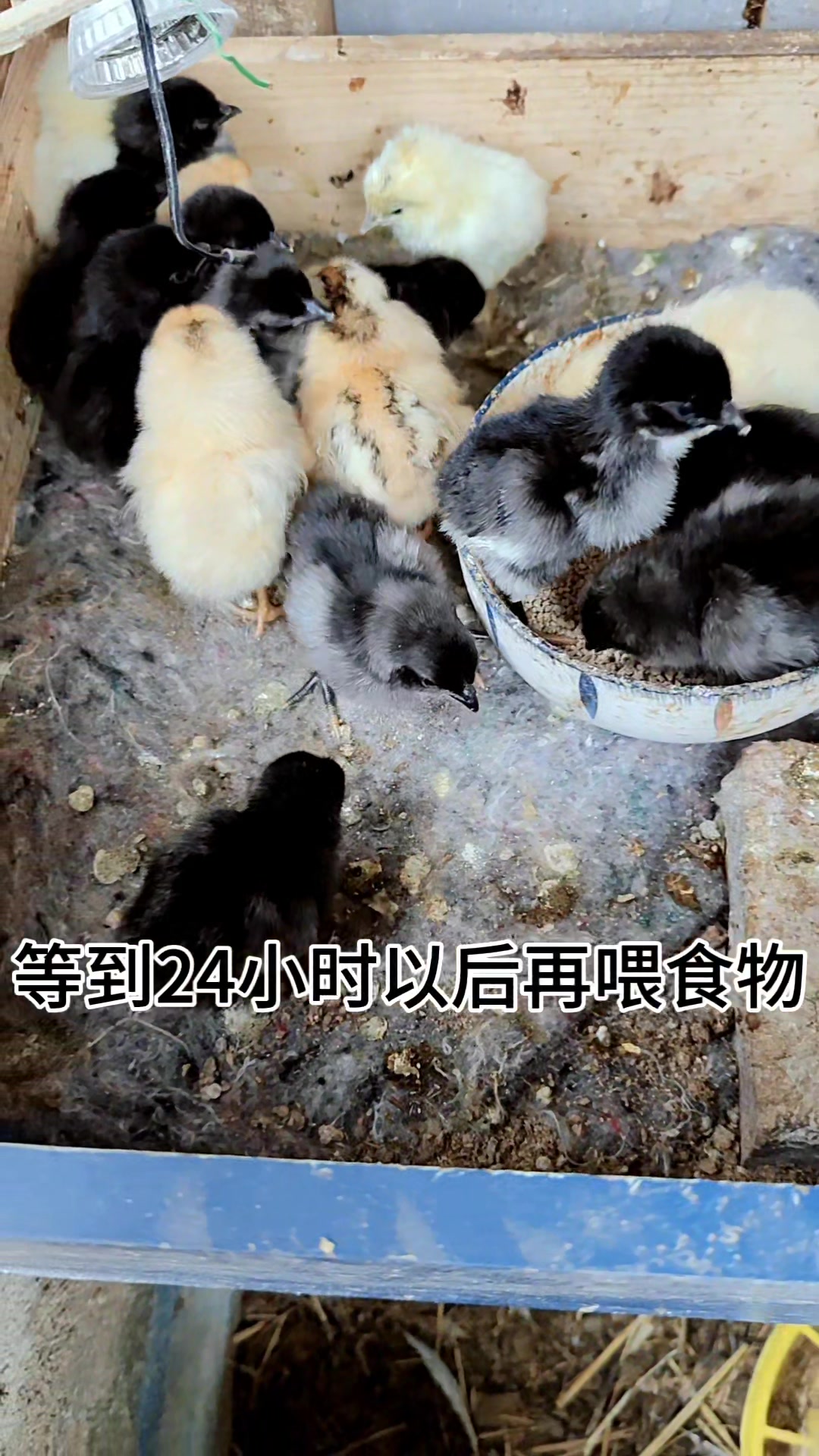 小鸡出壳以后多久喂水、喂食物?