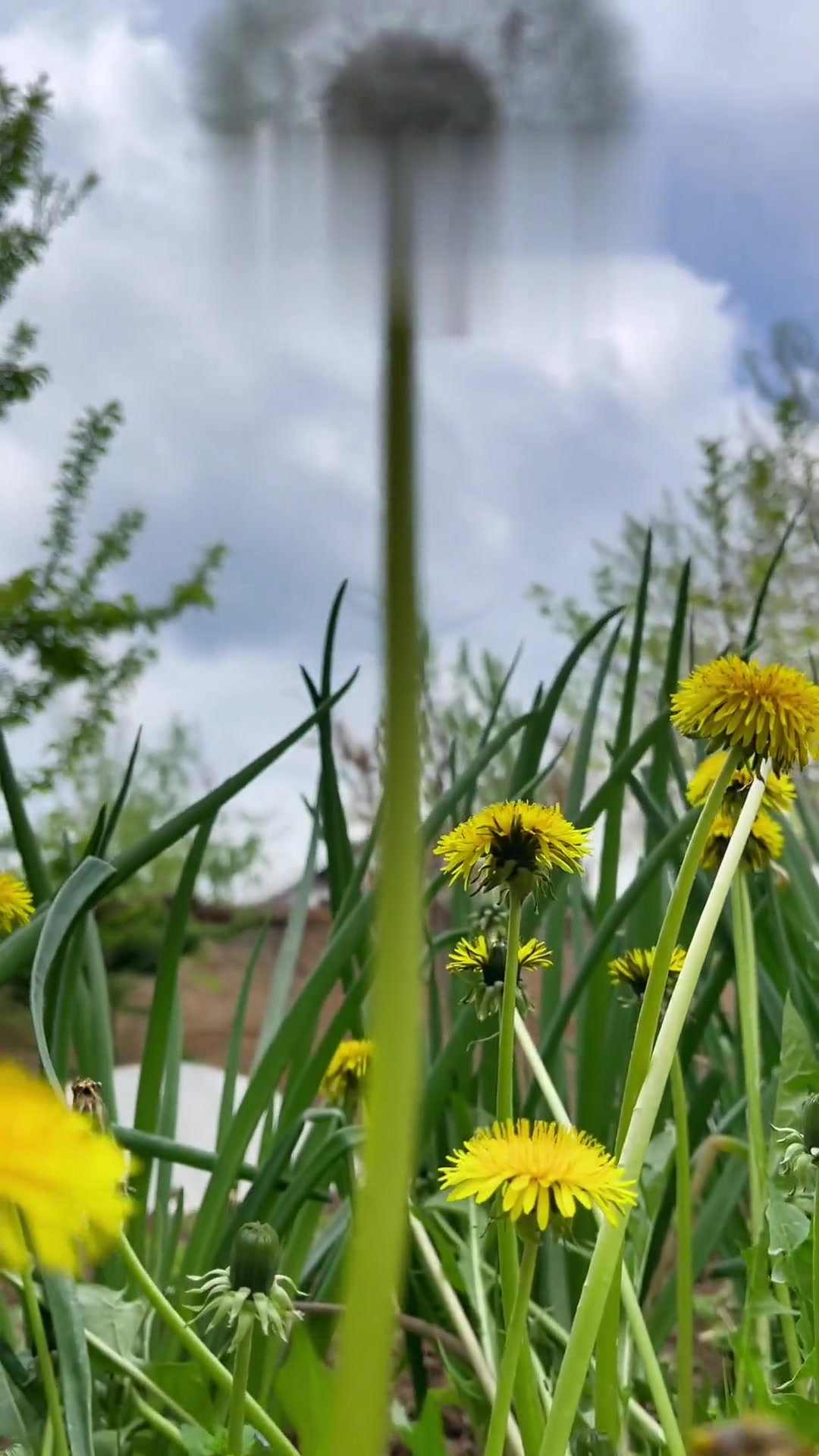 今日自制空心葱油饼,做法简易,葱香四溢