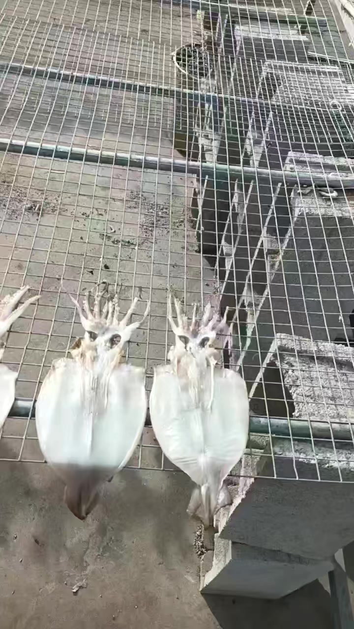 烧烤店专用半干鱿鱼,强的厉害