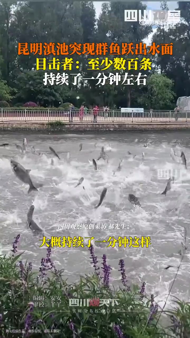 「昆明滇池突现群鱼翻腾跃出水面,目击者:第一反应可能是有什么好运来了」6月1日,云南昆明,