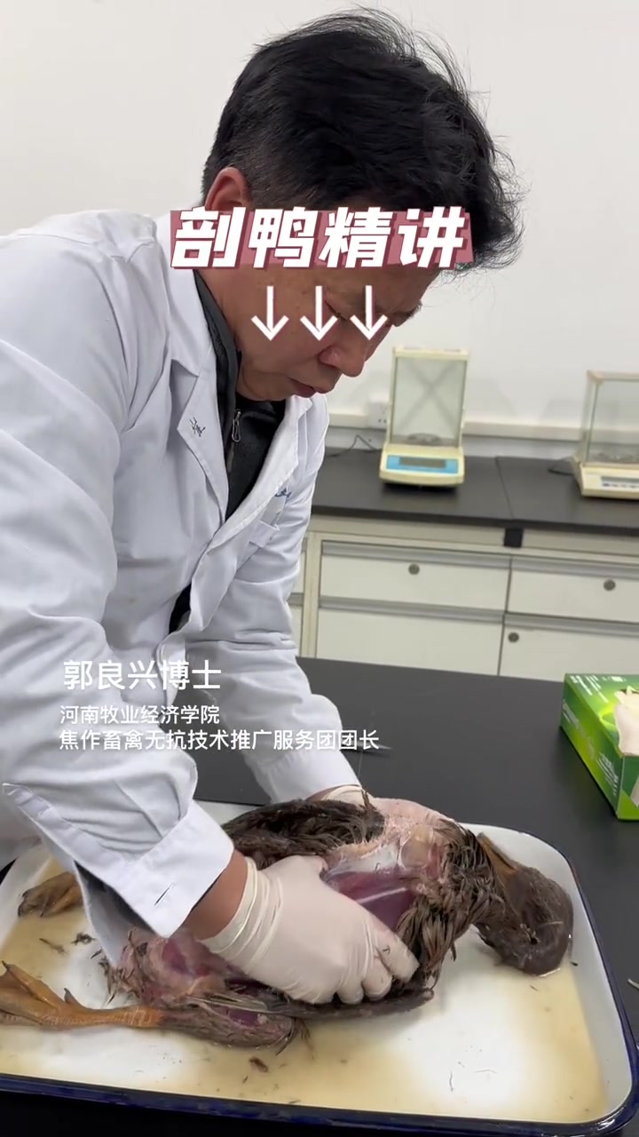 鸭解剖精讲，和鸡完全不一样！