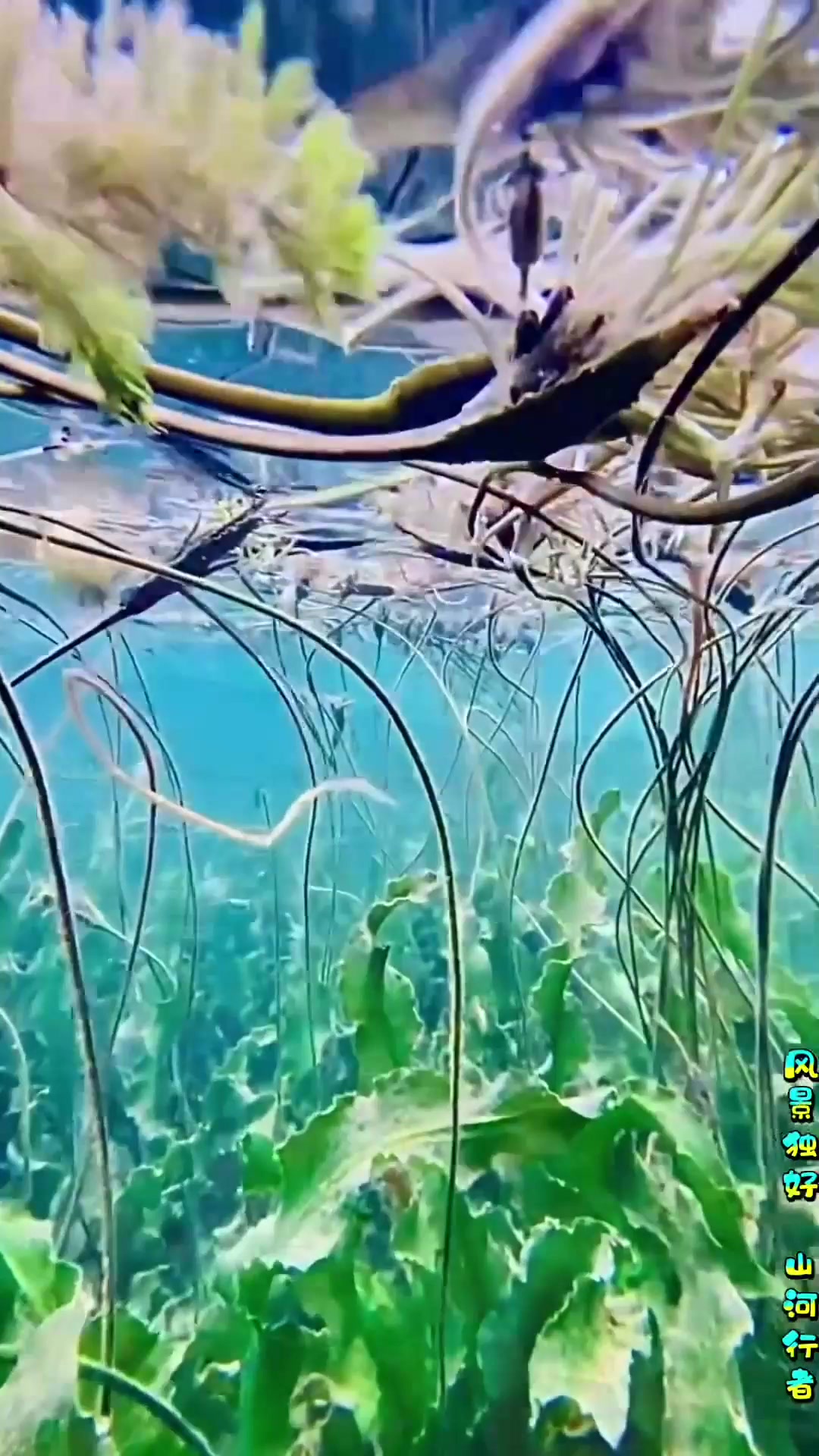 端午旅游，水性杨花~生长在云南泸沽湖上，学名波叶海菜花泸