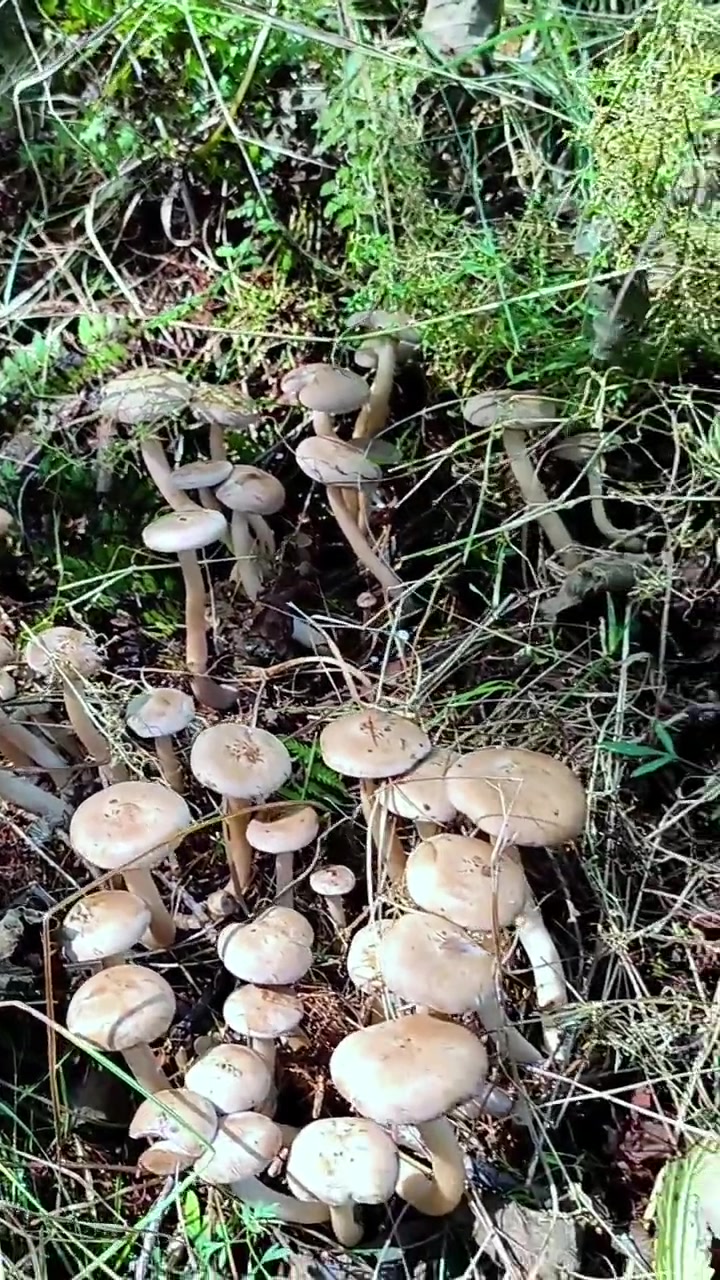 这是林区最好吃的蘑菇之一「鸡腿蘑」。鸡腿蘑分白灰两种,它的生长条件非常苛刻,主要生长在沙过