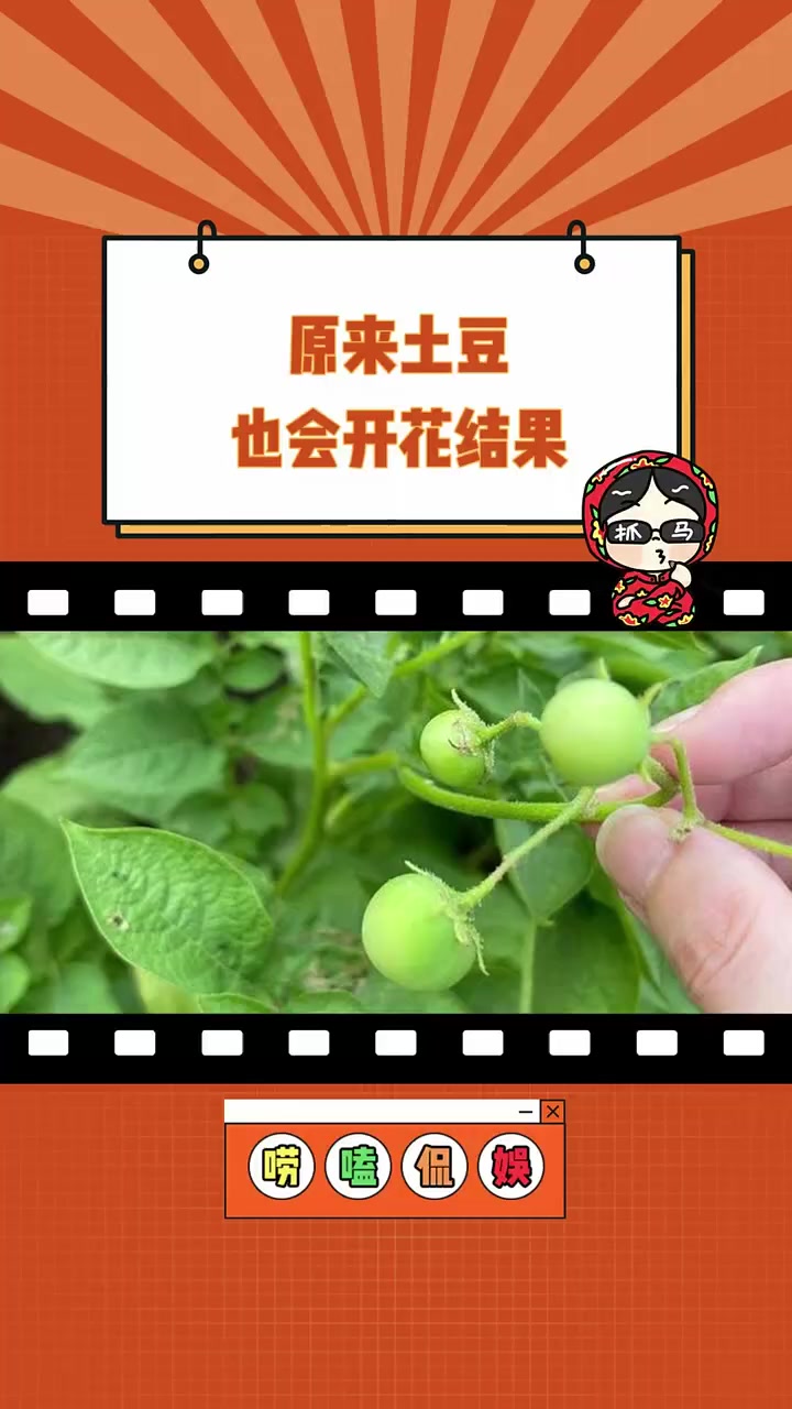 长得可爱,但不能吃系列 土豆  农业 冷知识
