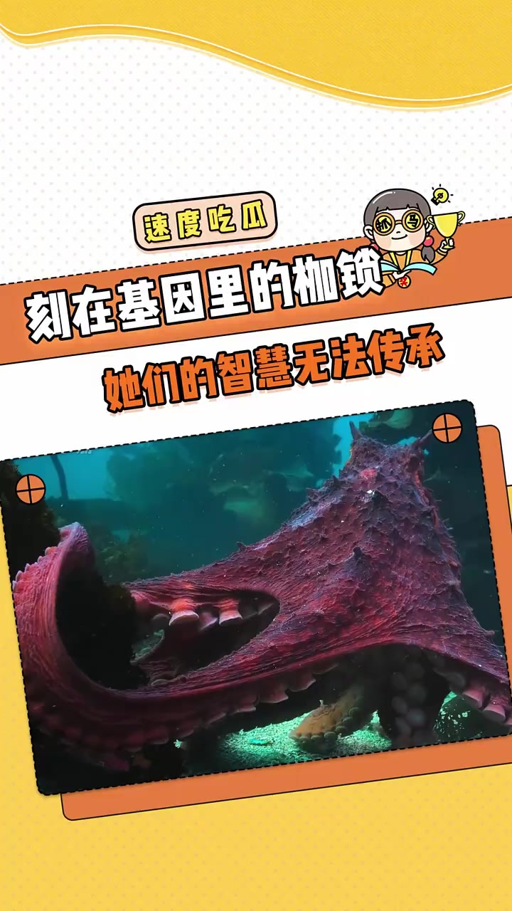 以死亡为代价，换取种族的存续 章鱼  繁衍  动物世界