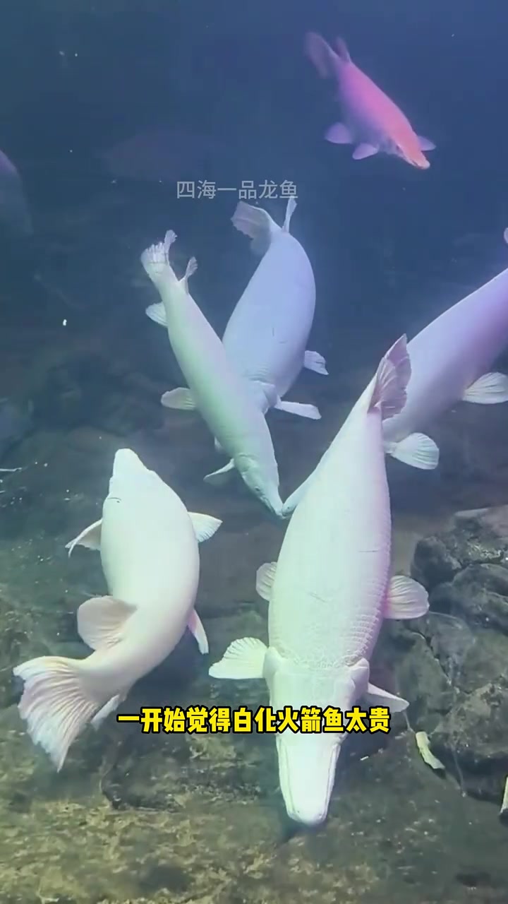 白化火箭鱼 水族 观赏鱼