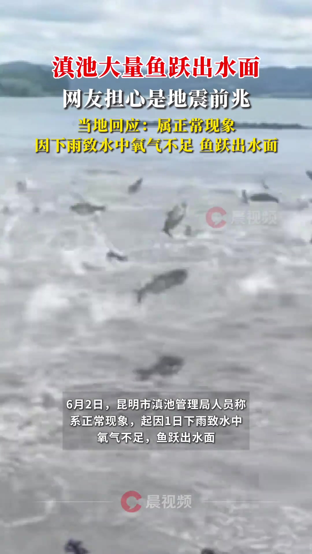 滇池大量鱼跃出水面,回应:正常现象,因下雨致水中氧气不足