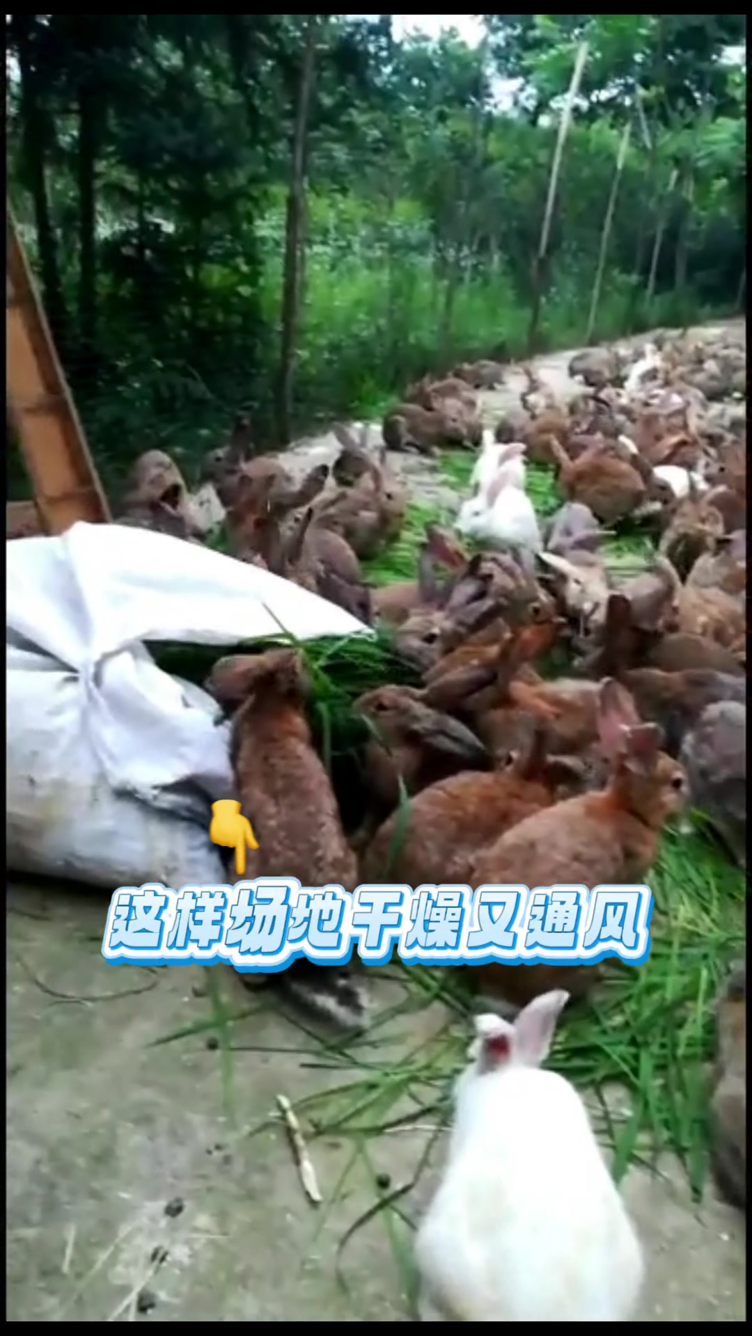 湖北兔子养殖肉兔种兔养殖基地