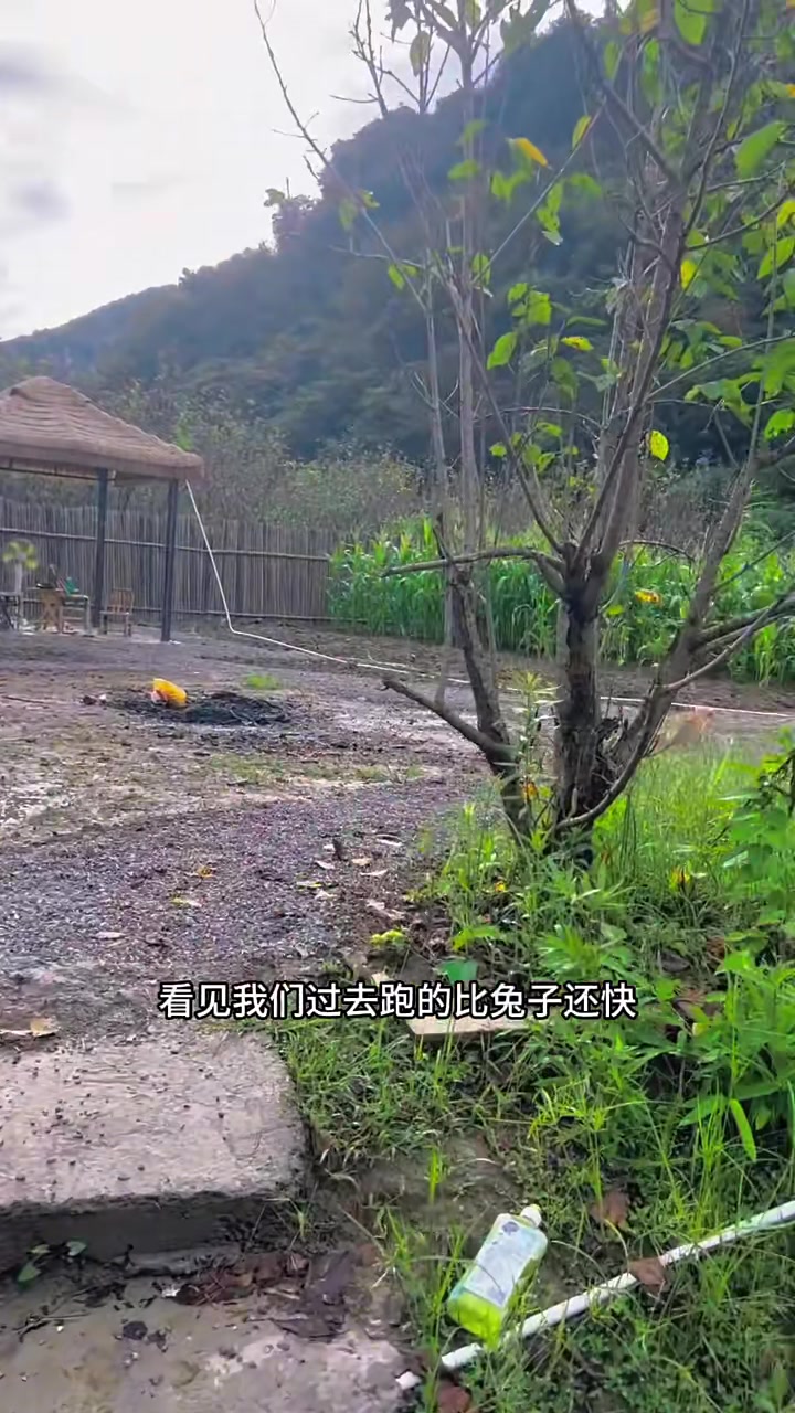 农场养的仙女鸭被狗咬了,我该怎么办?