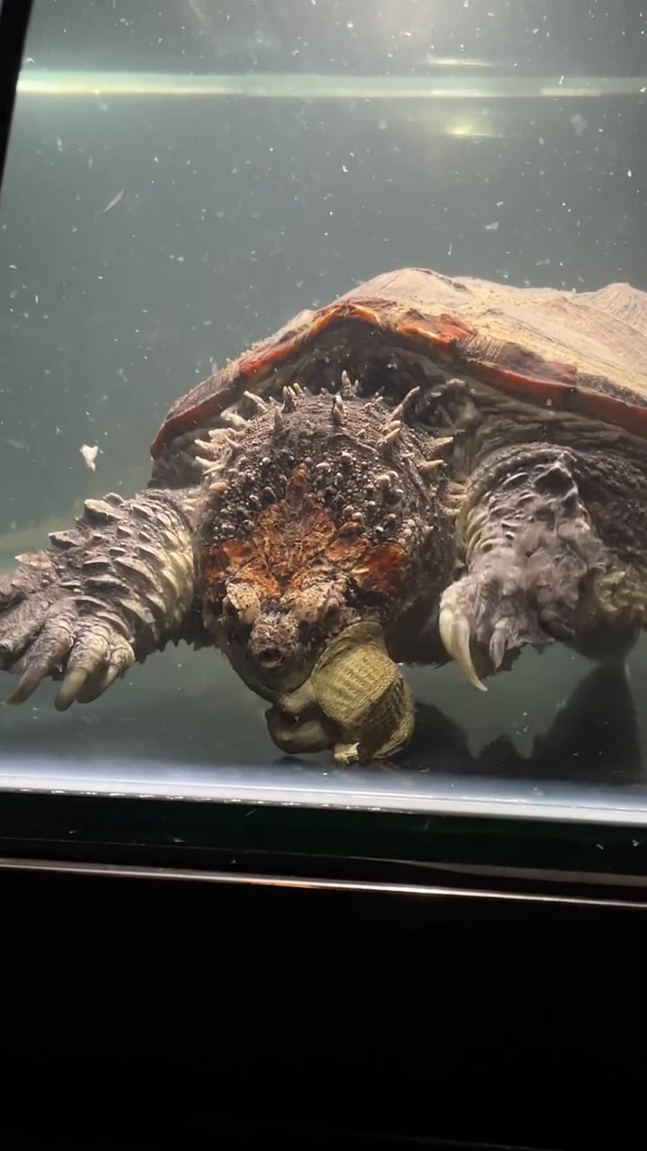 大自然赋予动物的求生欲 小甲鱼会成功逆袭吗 关注我 看下一个视频