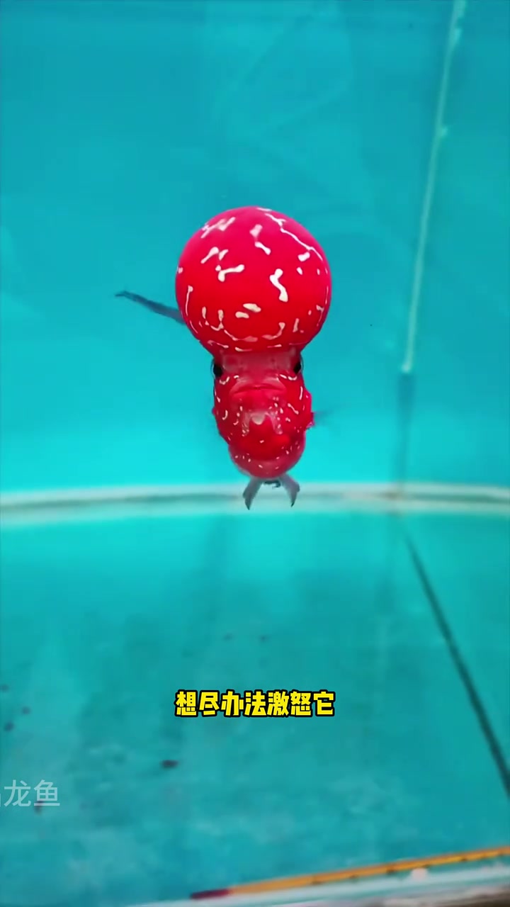 观赏鱼战斗力十大排行榜 水族 观赏鱼