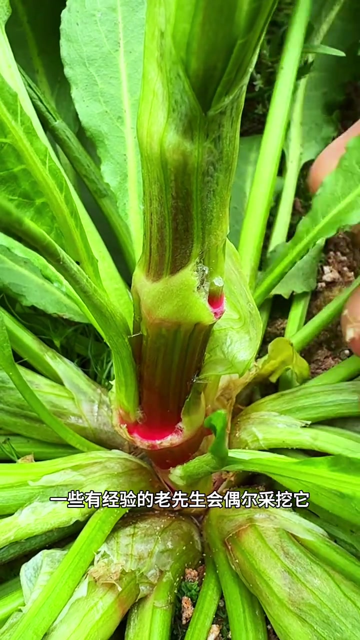 酸模也被称为土大黄或野菠菜,你的家乡有吗?