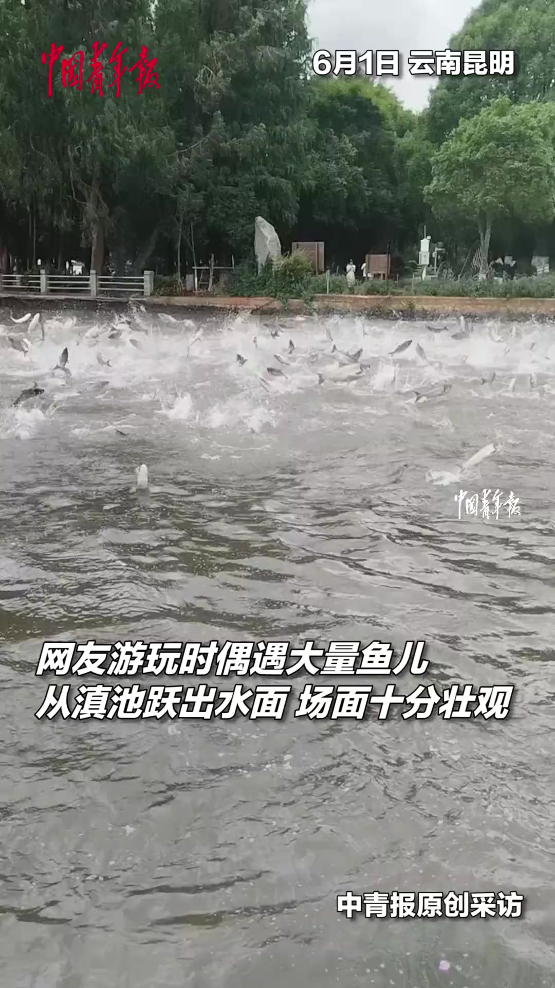 壮观!网友游玩时偶遇滇池水面跃出大量鱼儿,十分罕见